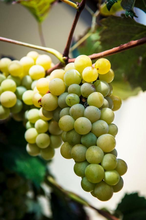 Pr'Jernejc Agroturism Βίλα Lesce  Εξωτερικό φωτογραφία